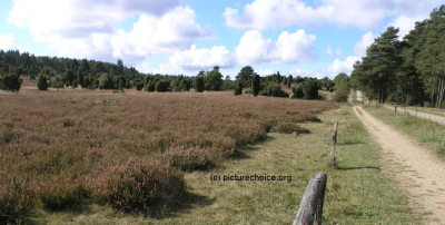 L&uuml;neburger Heide Niedersachsen Deutschland