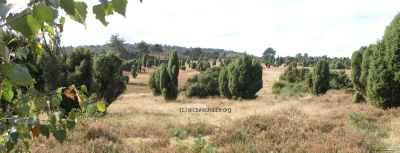L&uuml;neburger Heide Niedersachsen Deutschland