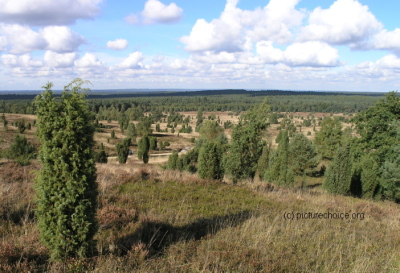 Wilseder Berg L&uuml;neburger Heide Niedersachsen Deutschland