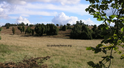 L&uuml;neburger Heide Niedersachsen Deutschland
